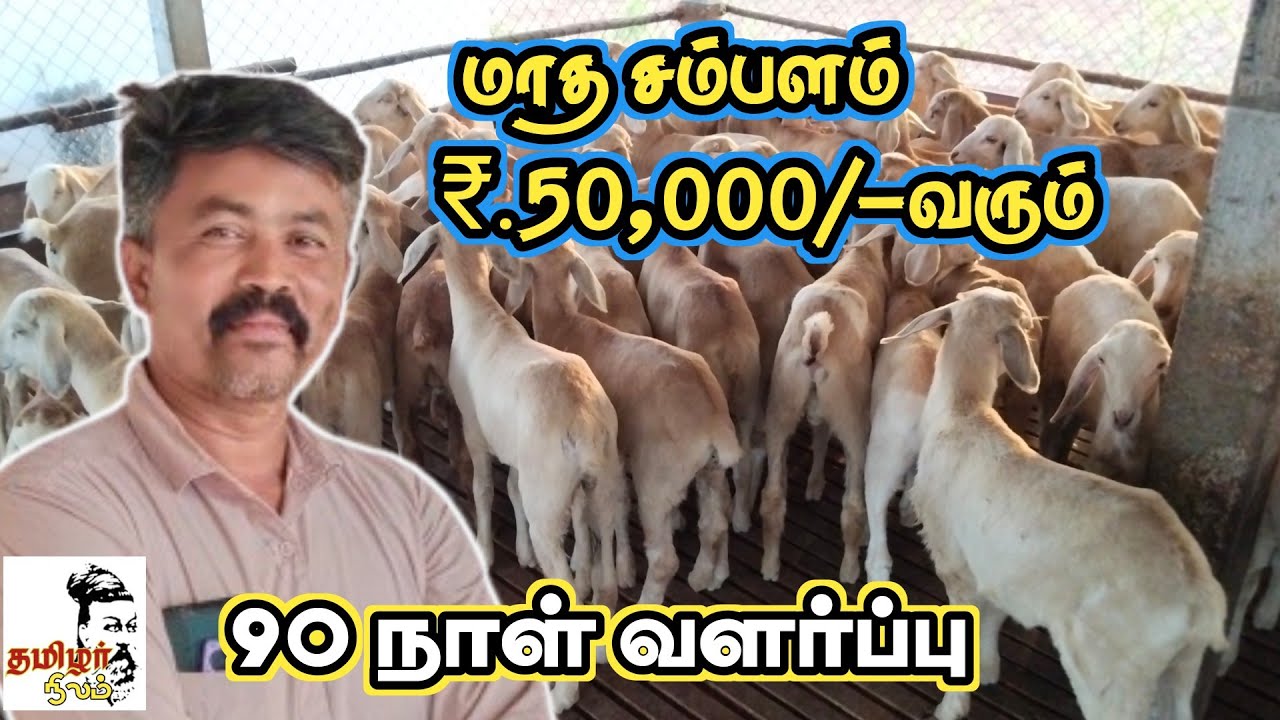 90 நாள் வளர்ப்பு ₹.1,50,000/- வருமானம் /  நீங்களும் எடுக்கலாம்