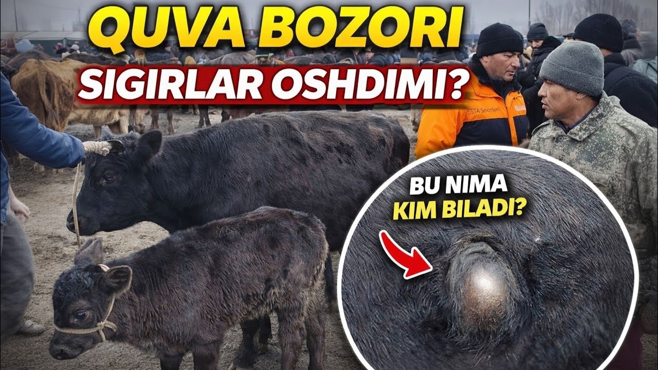 QUVA BOZORI SIGIR BÓG'OZ,QISIR,XÓNAJIN NARXLARI NEGA XAFTASIGA NARXLAR OSHYABTI? 😱19 января 2026 г.