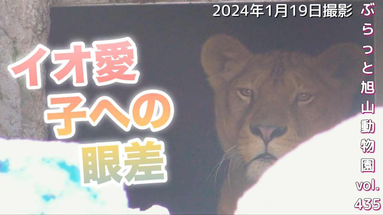 《旭山動物園ライオン＆トラ》今日のオリトファミリー。イオの子への愛。子ども達の姿を追う母の目。愛に包まれて無邪気に遊ぶ子ども達vol435/love of a lioness for her cubs