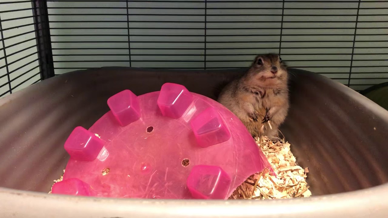Richardson Ground Squirrel - GiGi