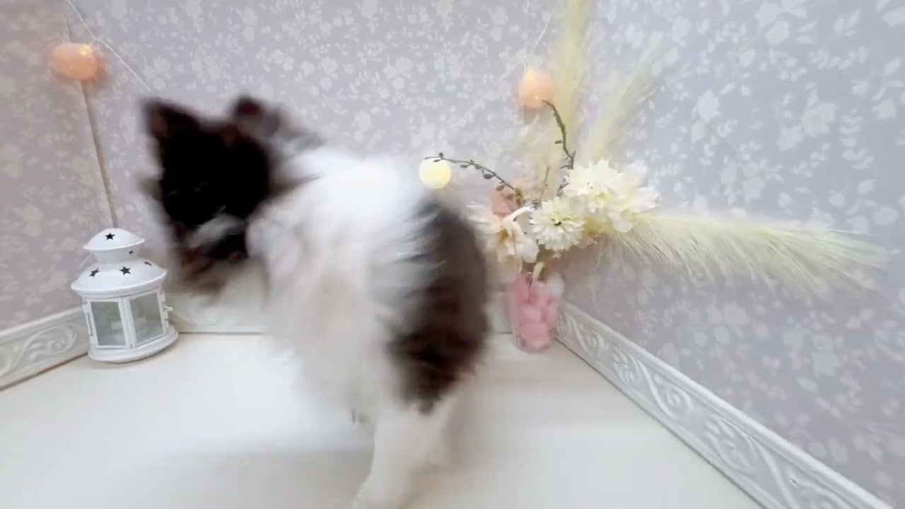 シェルティくん①
