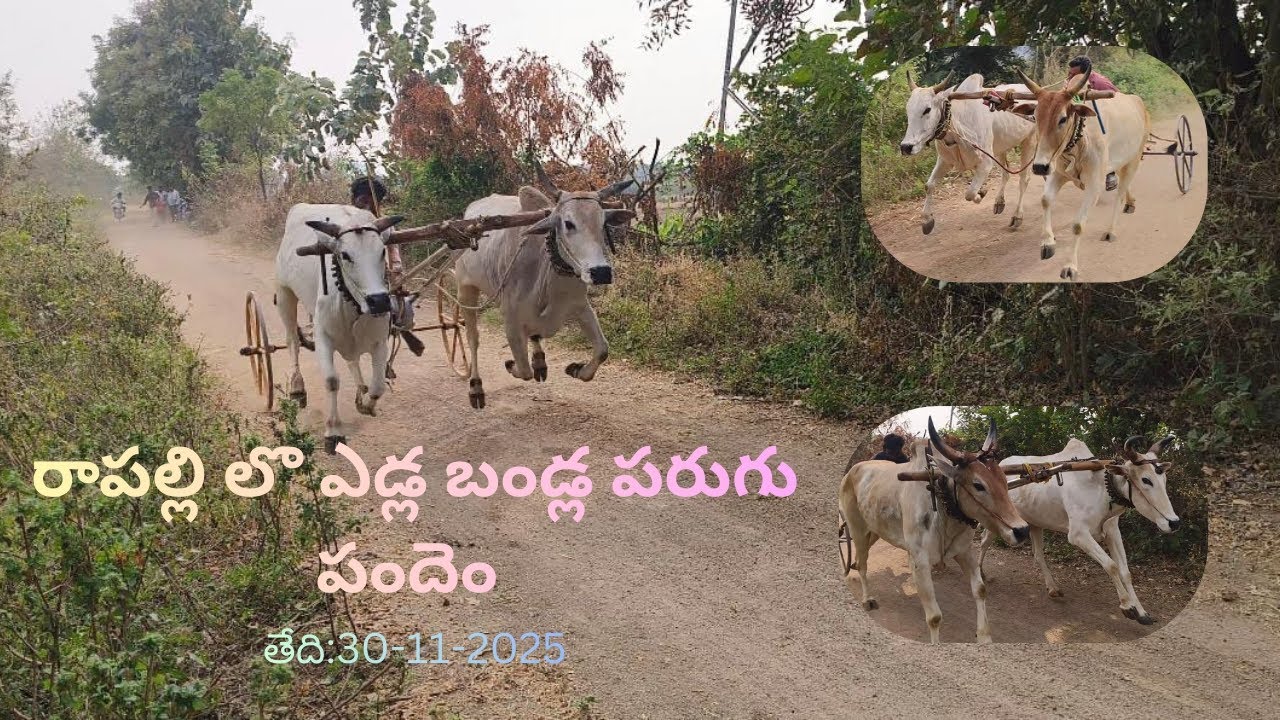 రాపల్లి లొ ఎడ్ల బండ్ల పరుగు పందెం నిర్వహించడం జరిగింది...! (తేది 30-11-2025).