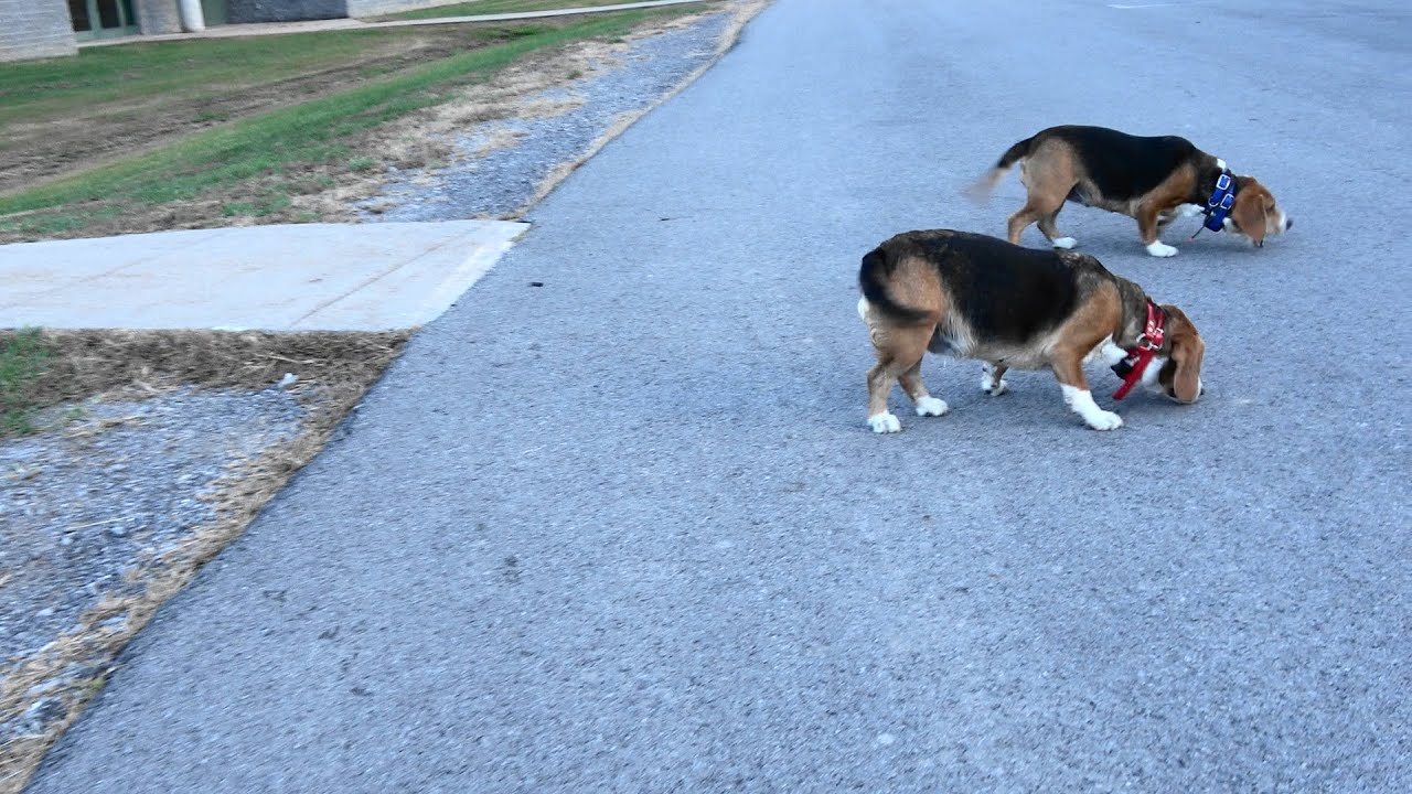 Skyview's Beagles Training Pleasure Running Behind House 11-16-25