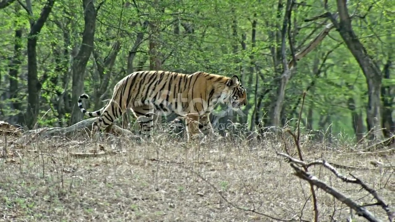 jharkhand tourist places (hidden gems in Jharkhand)