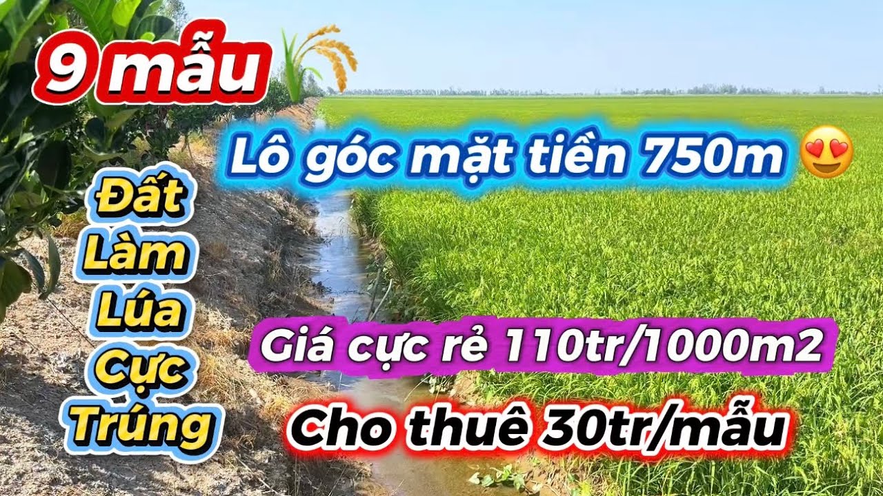 ( số 8 ) 9 mẫu đất lúa siêu đẹp - mặt tiền siêu khủng - giá siêu rẻ tại Tân Hưng - Long An 