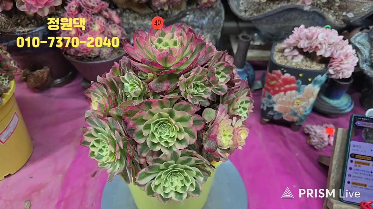 속초 정원다육 정원댁010.7370.2040