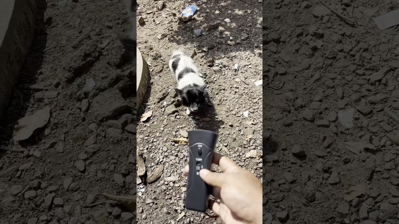 Dog Repeller Gadget !!