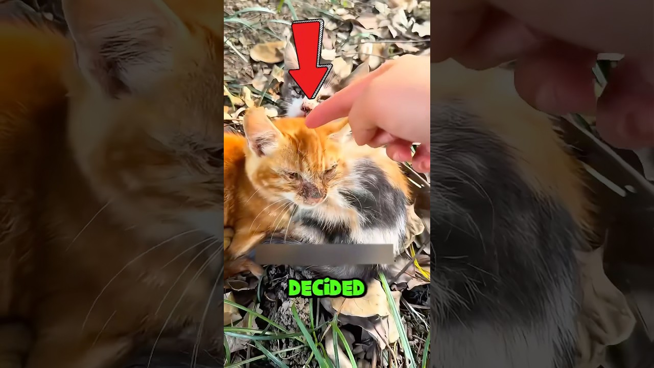 Adopting a sick cat and building a nest, they are extremely grateful🥹#animalrescue #catrescue #cat