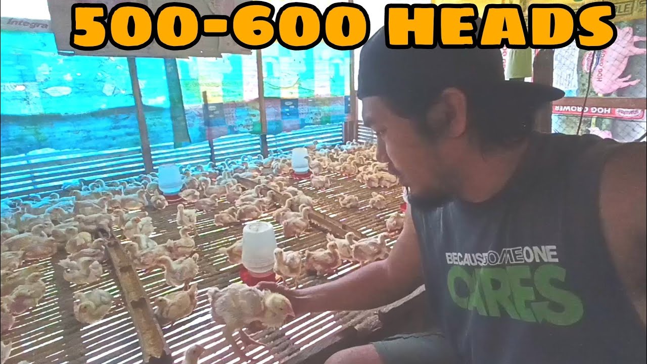 BROILER BACKYARD FARM KASYA ANG 600 HEADS SA MALIIT NA AREA