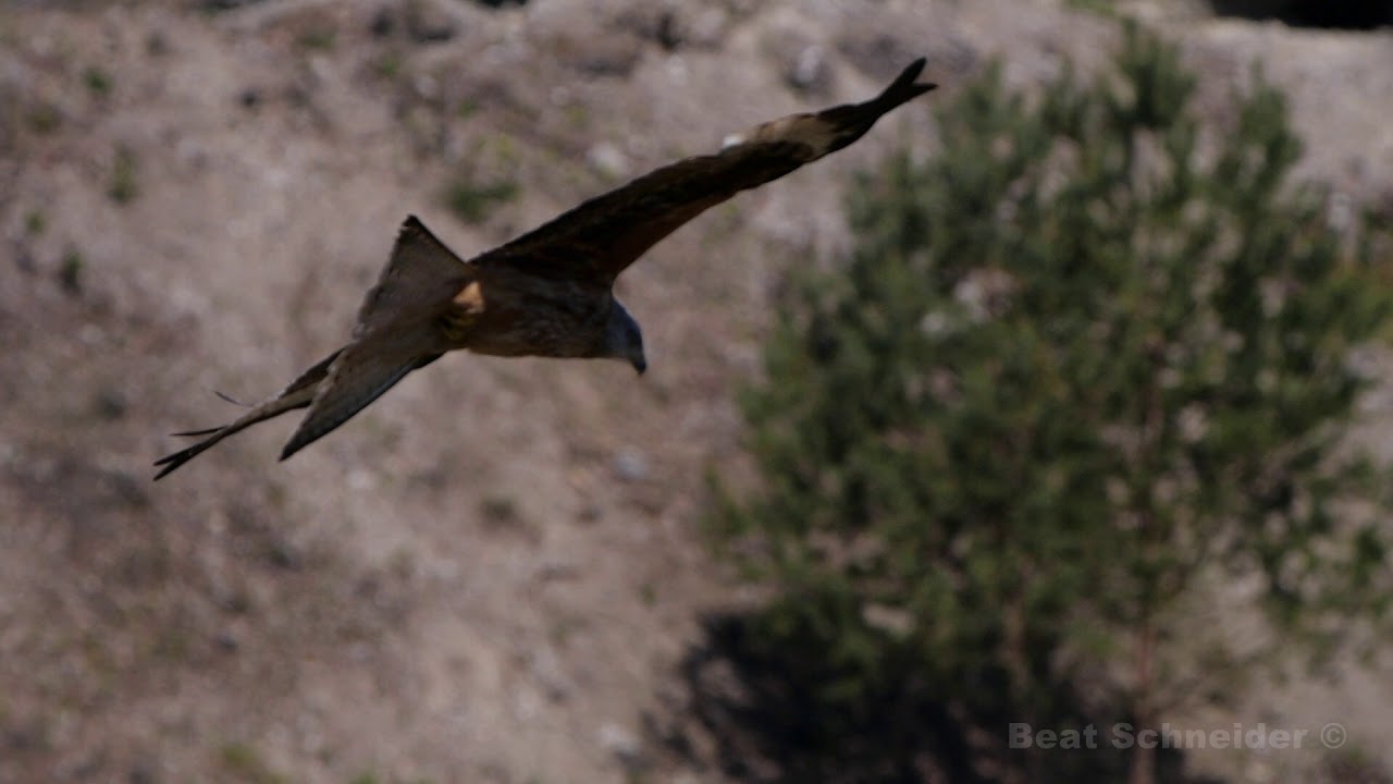 Rotmilan und Busshard im Flug / Red kite and common buzzard in flight