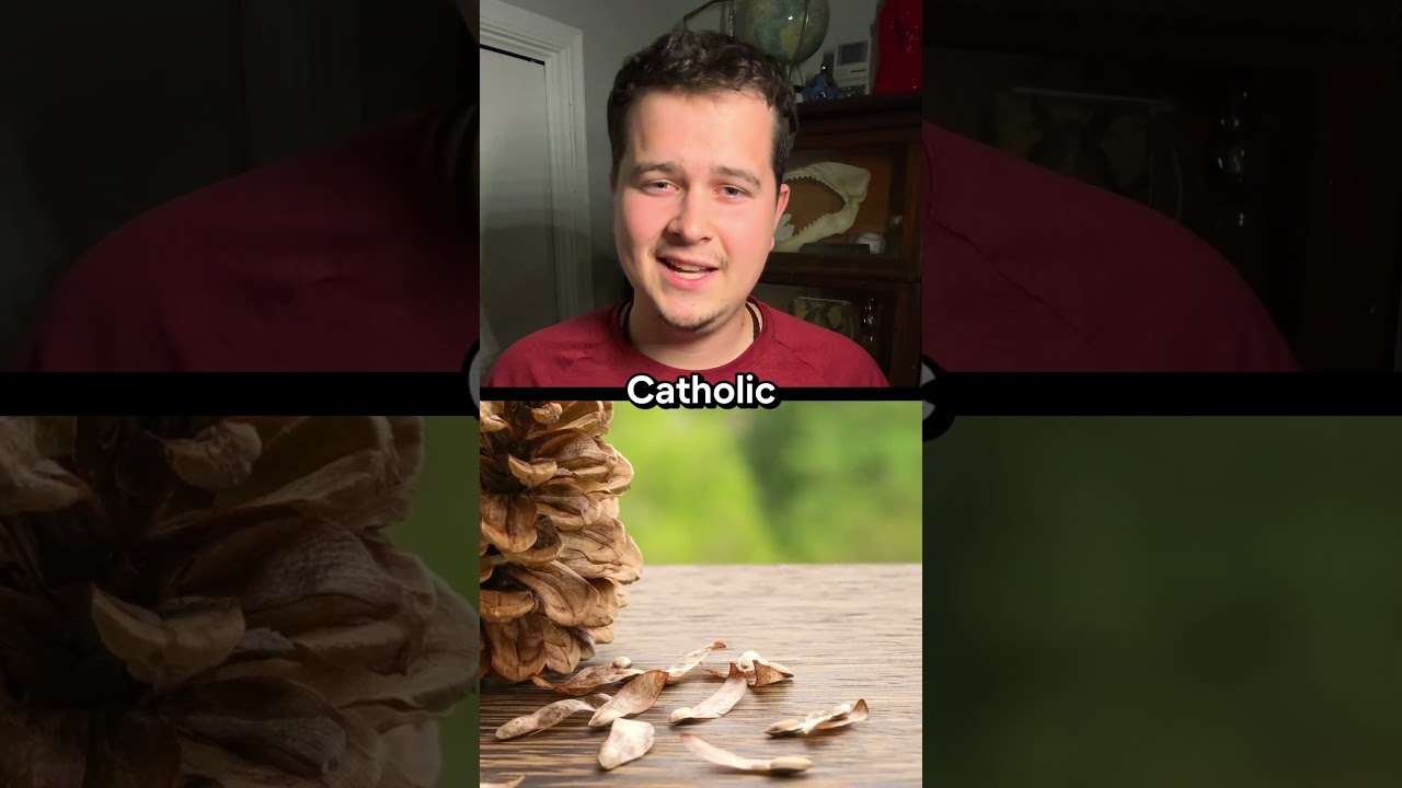 The Vatican Pinecone EXPLAINED 🌲