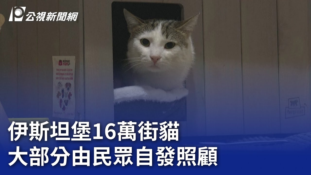 伊斯坦堡16萬街貓 大部分由民眾自發照顧｜20260127 8點新世界