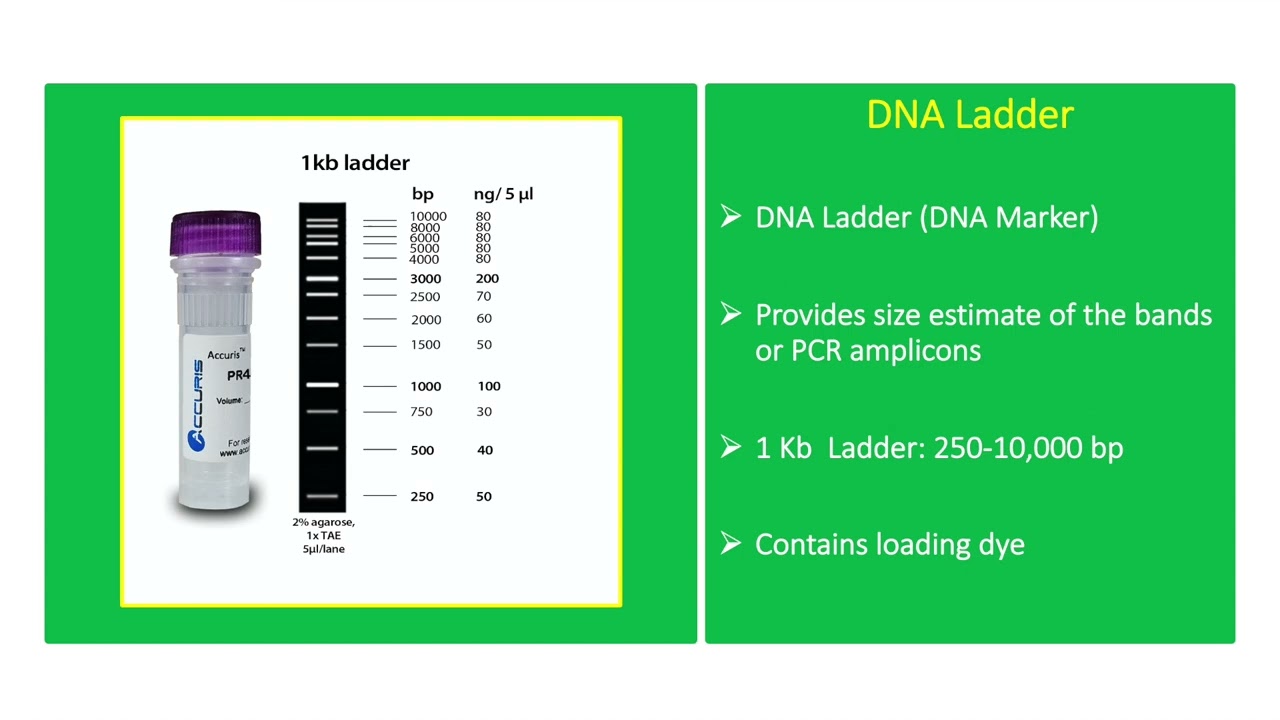 DNA Ladder