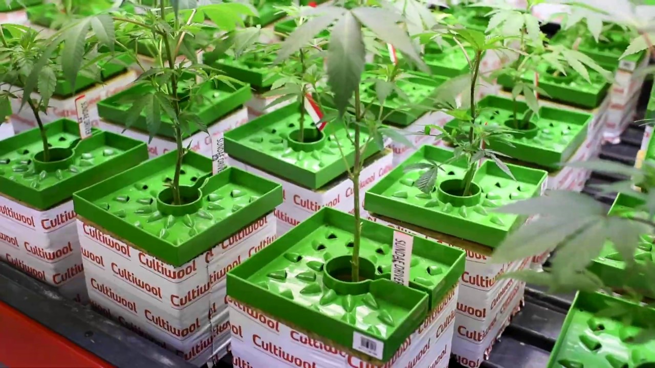 The Grower Circle Compound