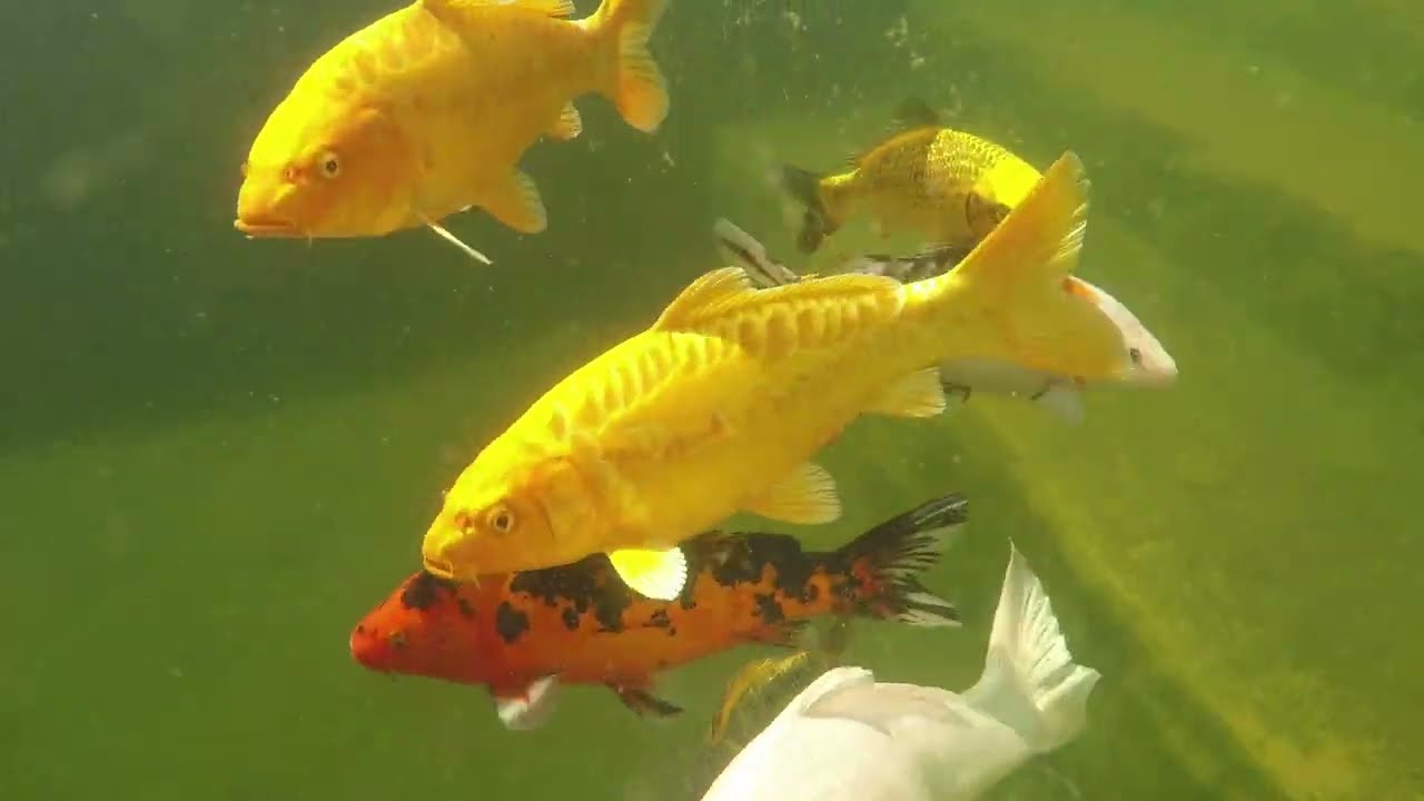 Ручні коропи коі в моєму ставку. Риби їдять з рук.