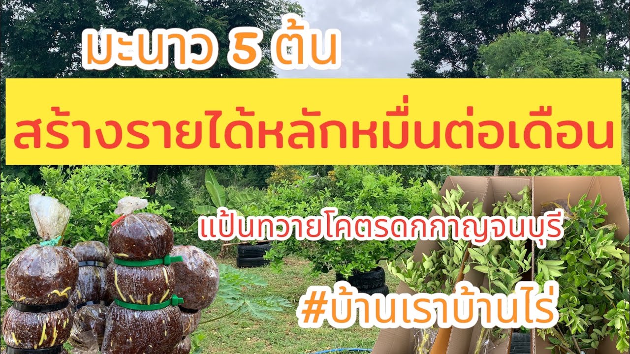 มะนาว 5 ต้น สร้างรายได้หลักหมื่นต่อเดือน มะนาวแป้นทวายโคตรดกกาญจนบุรี