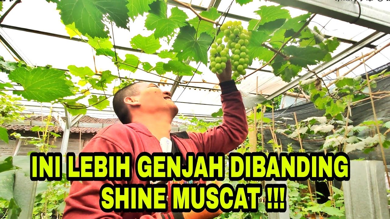 ANGGUR TAMAKI, TELEKI, DAN SI EKI DI KEBUN PRODUKSI