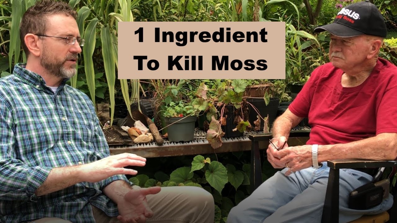 How to KILL Moss in your lawn for beginners