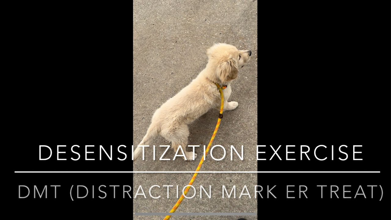 DMT (Distraction, Marker, Treat)
