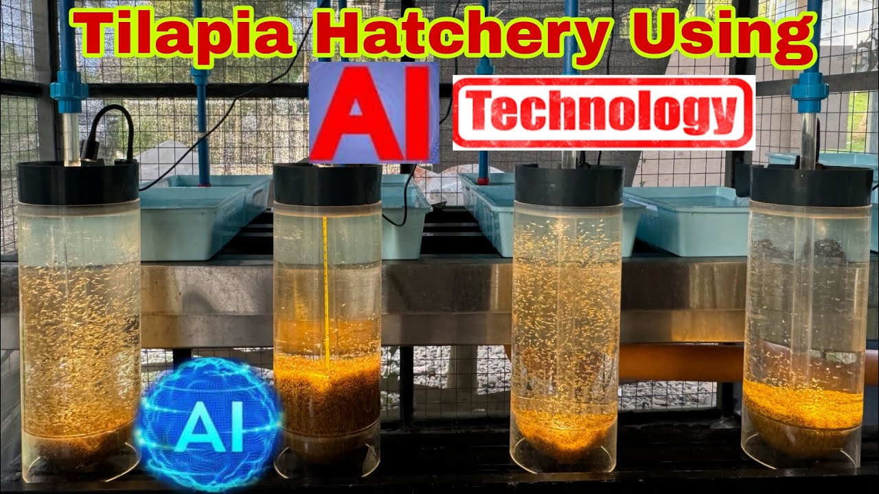 Advantage of Using AI Technology in Tilapia Hatchery Farming