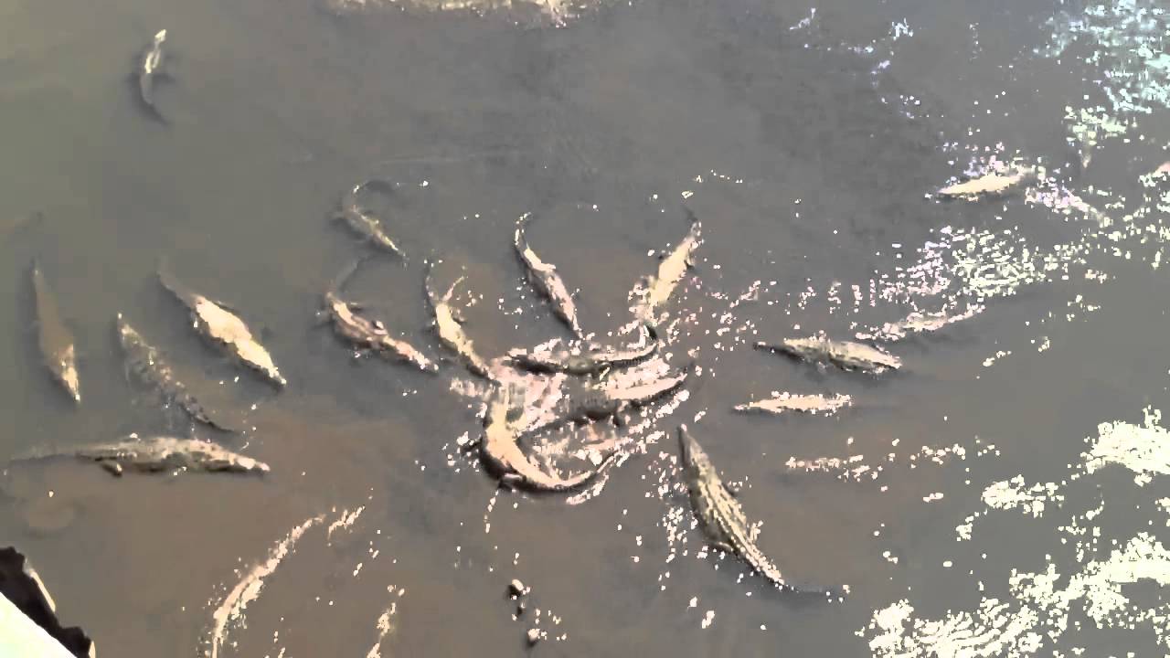 Biggest saltwater crocodile feeding on Costa Rica
