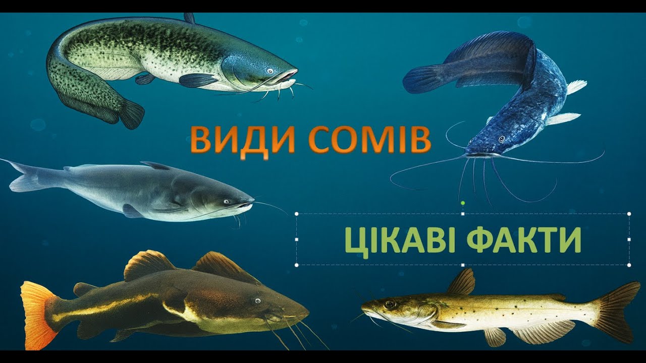 СОМИ: РОЗМАЇТТЯ ВИДУ ТА ЇХ ОСОБЛИВОСТІ. #сом #риба #fish #рекомендації #підводназйомка #catfish.