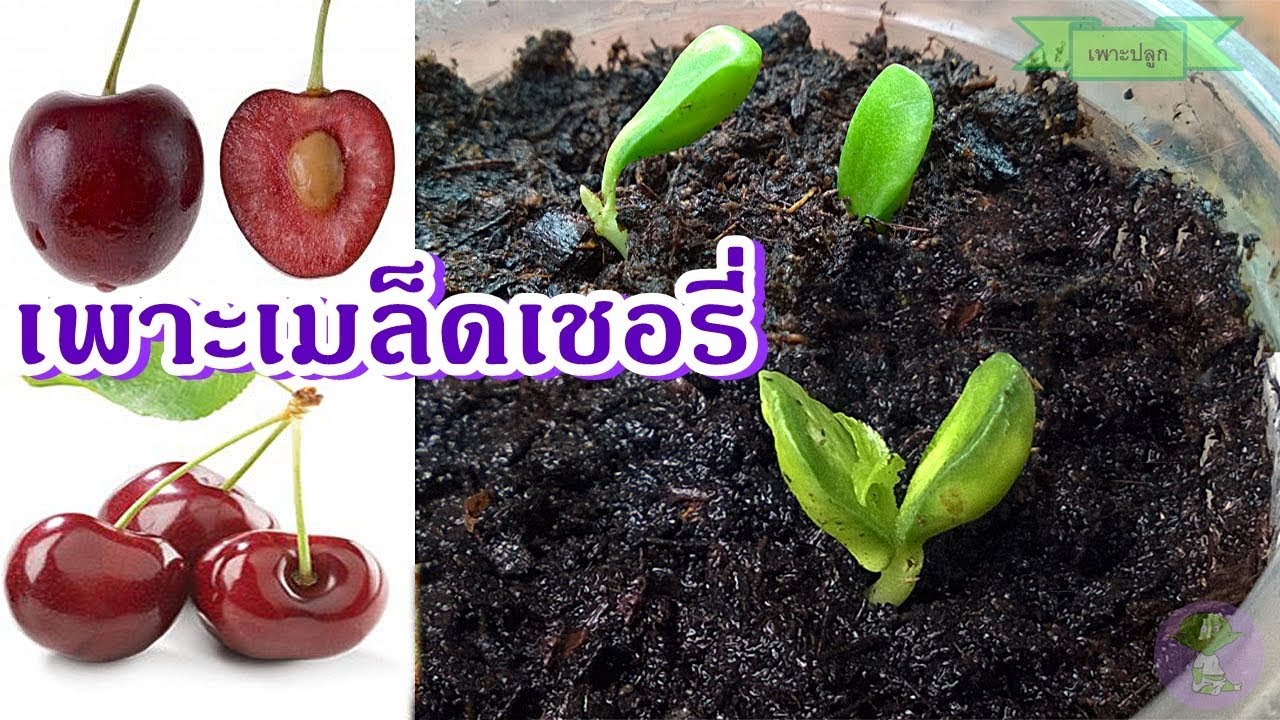 วิธีเพาะเมล็ดเชอรี่นอก ปลูกต้นเชอรี่นอกจากเมล็ด งอกเร็ว 15 วัน