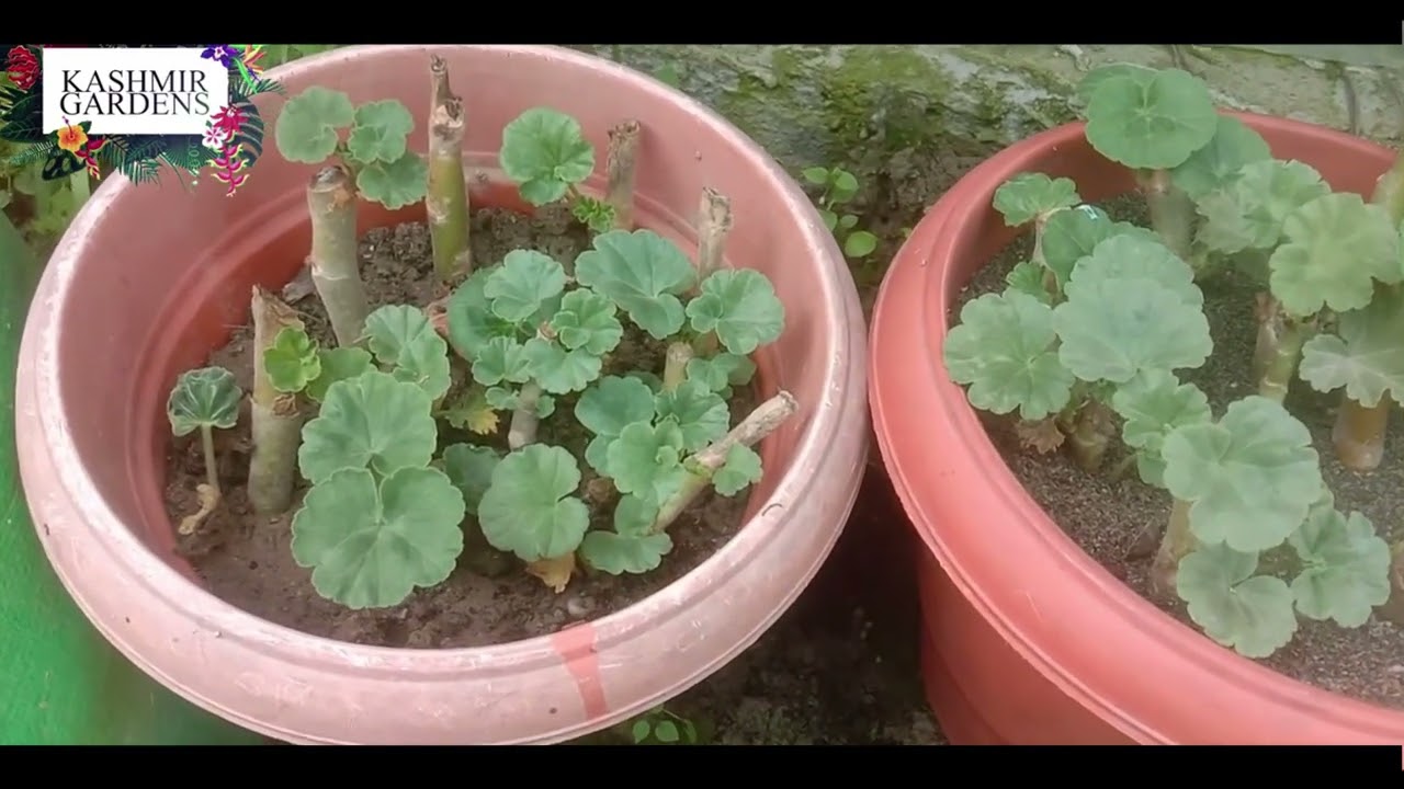 Ep: 104. Geranium Flower plant ki Cuttings ko Propagate kaisay karay  ( kashmiri )