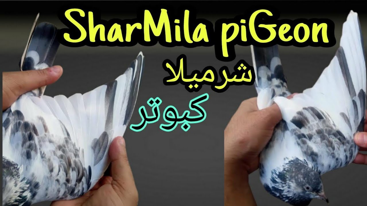 Ustad Moin Nawaz Ghumman || Sialkoti Pigeon || Rare kabootar || Pigeons Roy