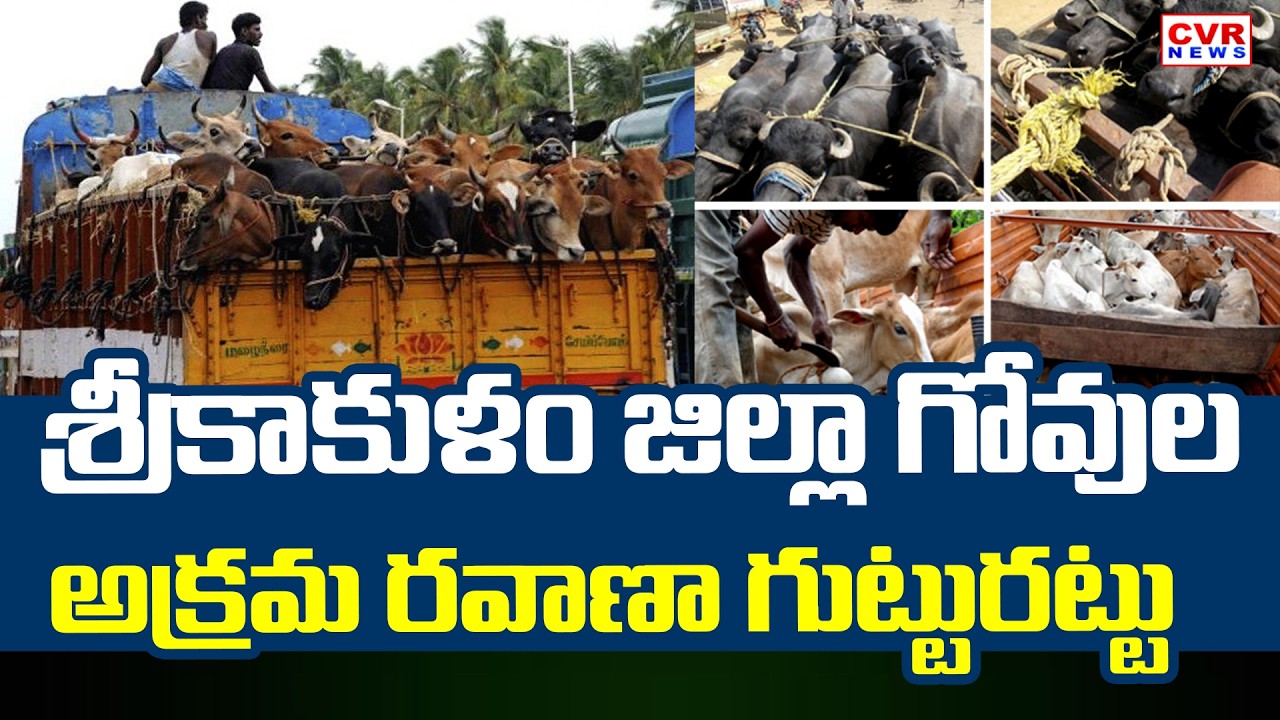 Illegal Cow Transport In Srikakulam District | CVR News