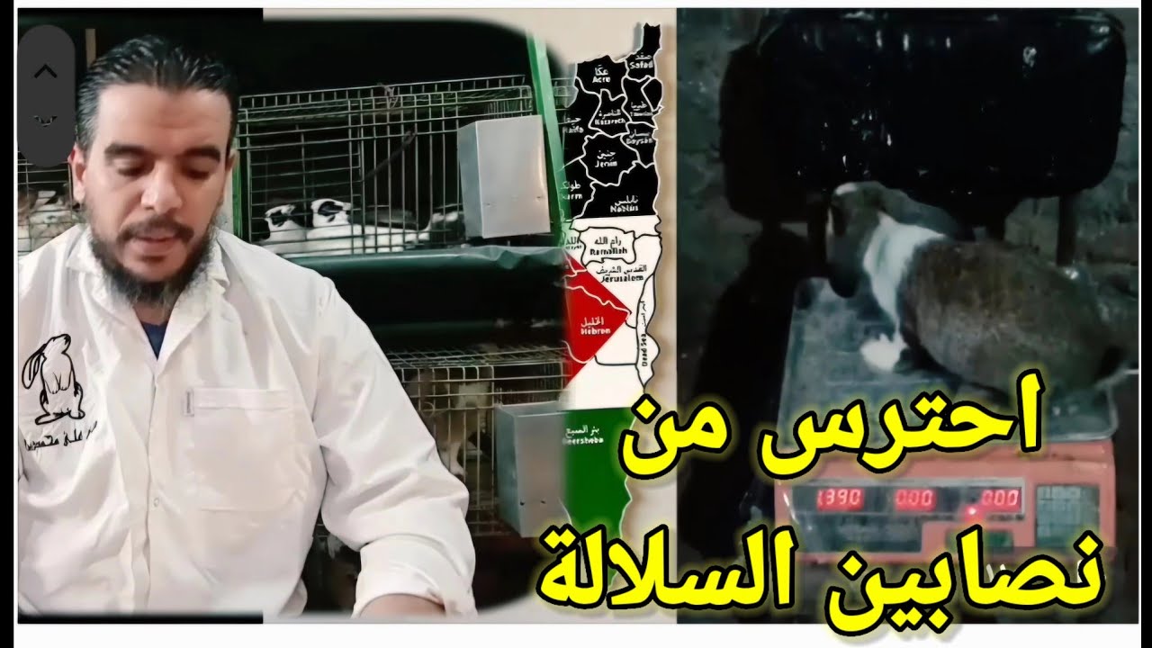 سلالة ب 500جني نصابين السلالات وسبب خسائر مربي الارانب شوف احد المتابعين ومعدلات التحويل