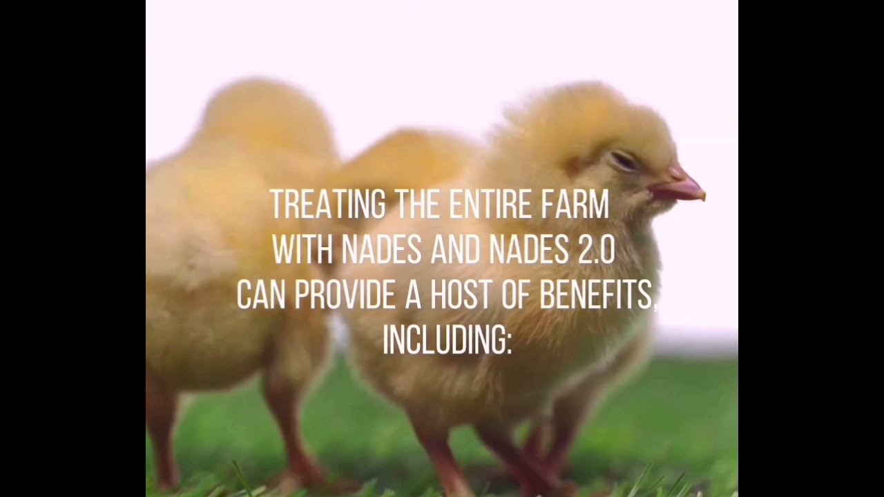 Benefits of Aquagroup ECA Technology in Poultry Industry