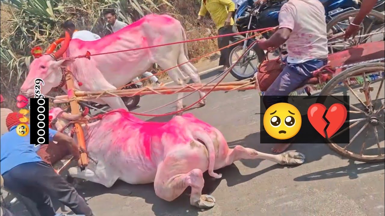ಜಾತ್ರೆ ಯಲ್ಲಿ,,  ಕುದುರೆ ಗಾಡಿ ಷರತ 🐎 🐴,   ಎತ್ತಿನ ಗಾಡಿ ಷರತ , 75000 ಬಹುಮಾನ,!!❤️ #kannada 
