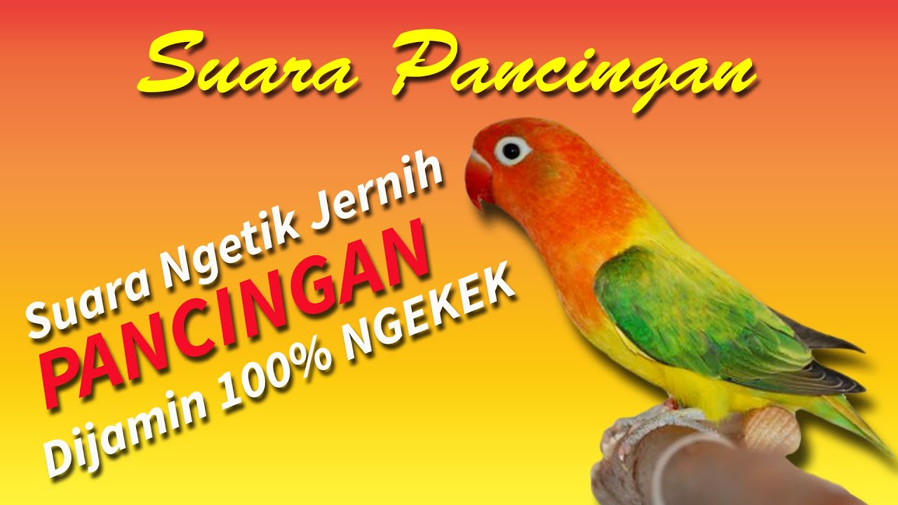 Suara ngetik pancingan LOVEBIRD konslet