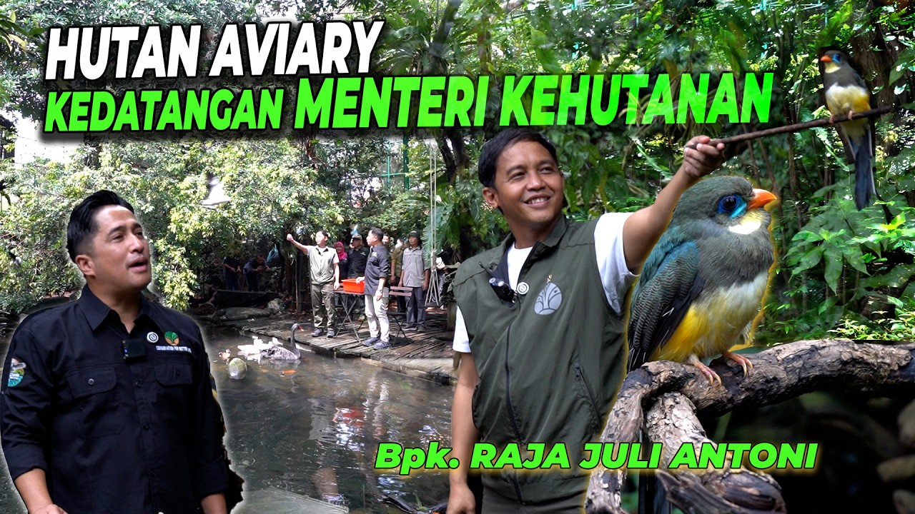 PAGI-PAGI KEDATANGAN BAPAK RAJA JULI.. MENTERI KEHUTANAN KE AVIARY DEHAKIMS😱