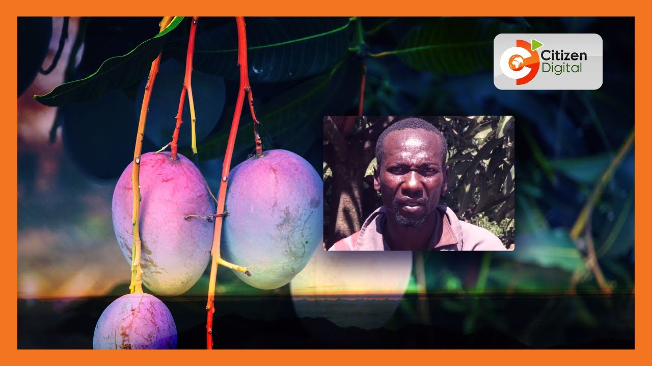 Siaya Fruit Farming  | Otieno ventures into fruit farming in Nyamonye area
