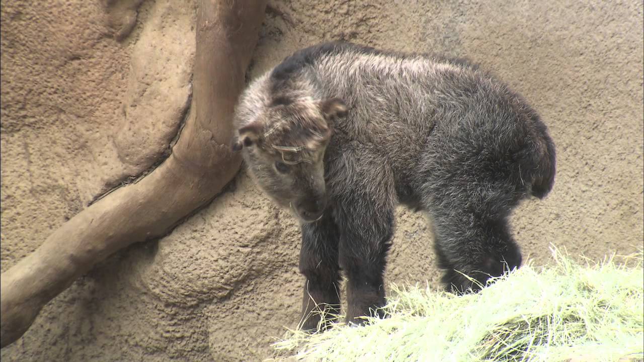 Baby Takin Jumps Climbs and Explores Habitat
