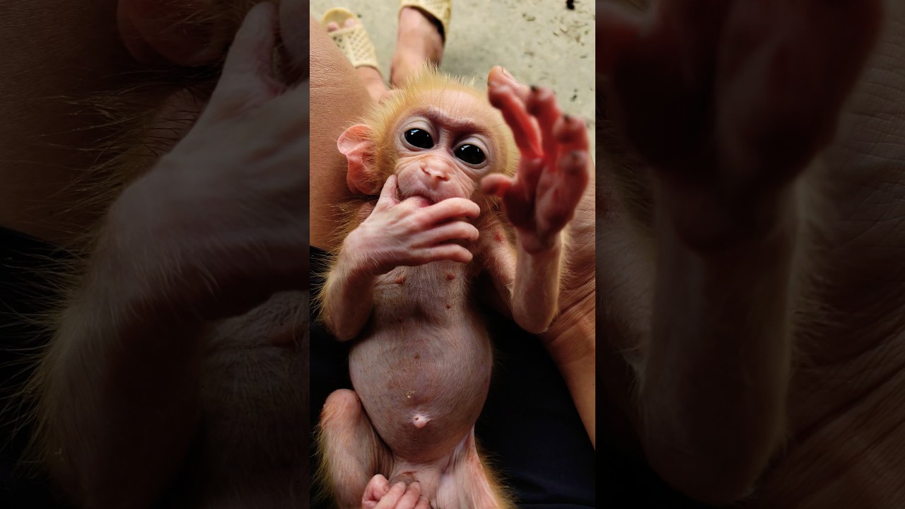 i love u baby hiuhiu #cutemonkey #monkey #babymonkey #animals #shorts #usa