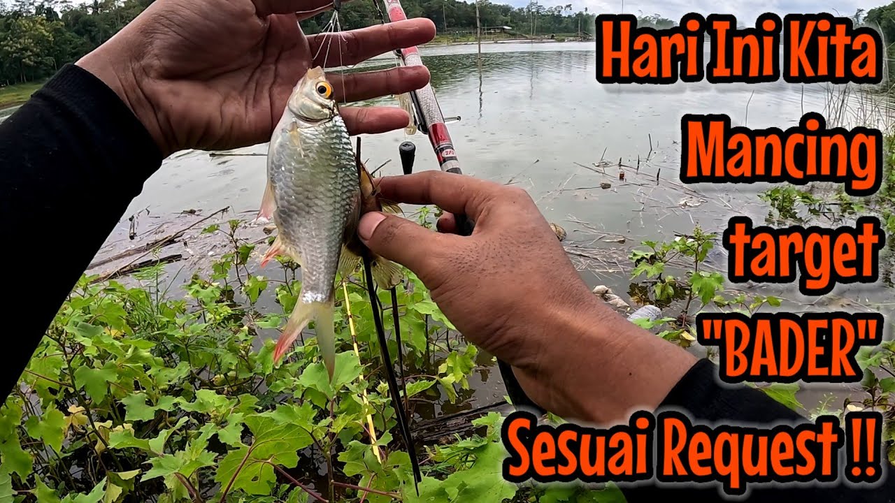 YANG SELALU KALIAN REQUEST ‼️ HARI INI KITA MANCING BADER