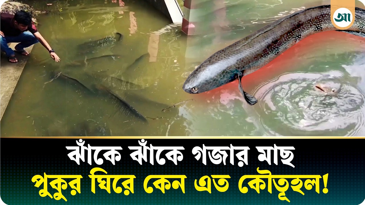 শতবর্ষী রহস্যের গল্পে ঘেরা ‘গজার মাছের পুকুর’, কী আছে এতে | Ajker Patrika
