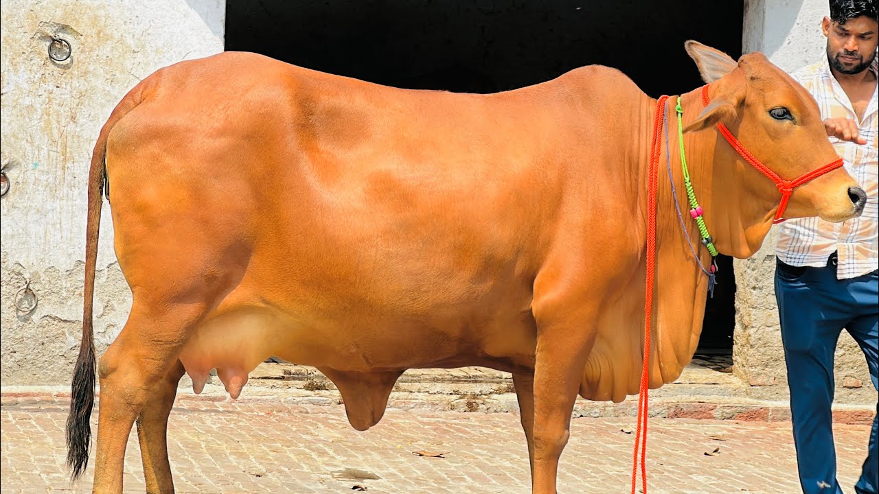 Show quality sahiwal cow for sale // #topbreed sahiwal cow // #competitionlevel sahiwal cow for sale