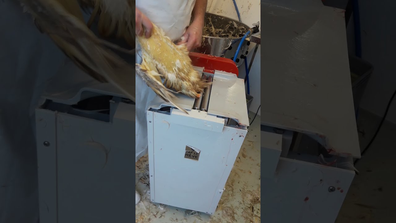 Enten und G&auml;nse rupfen mit der Walzenrupfmaschine #schlachten #rupfen