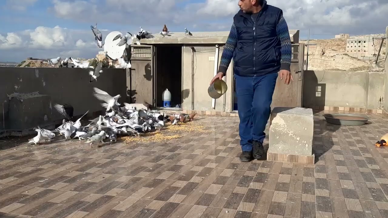 شاهد الحمام القديمه ((120)) طير ع الكوم ماشاءالله 