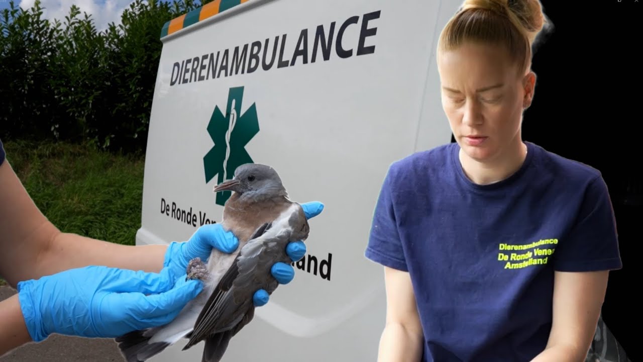 Met Wilma mee op de Dierenambulance