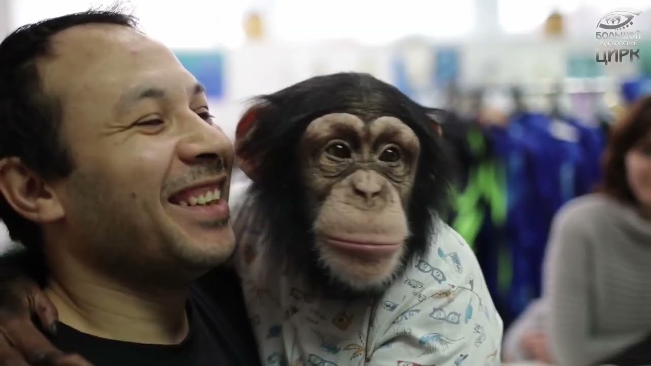 🐵🦁 Необычный тандем в цирке - ЛЕВ и ШИМПАНЗЕ💫