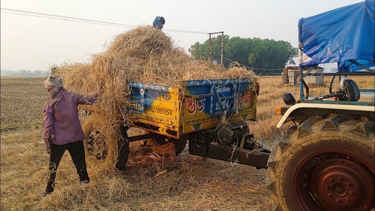 Eicher tractor trolley loading || Dhan gach khard boya hochche || Eicher tractor 551 