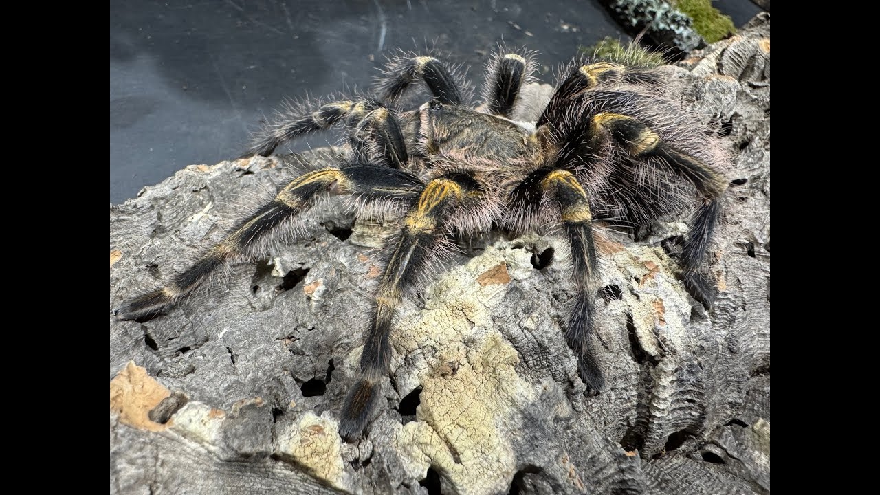 Grammostola pulchripes, Chaco Golden Knee   rehouse and care