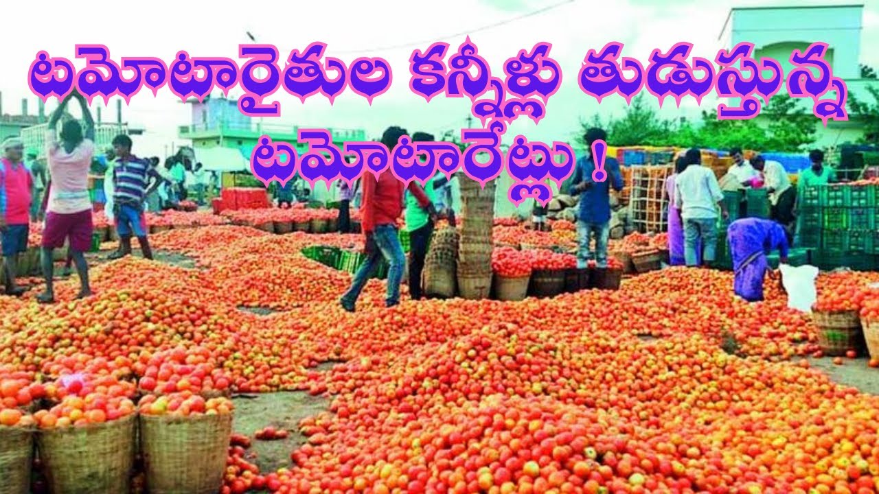 టమోటారైతుల కన్నీళ్లు తుడుస్తున్న టమోటారేట్లు !