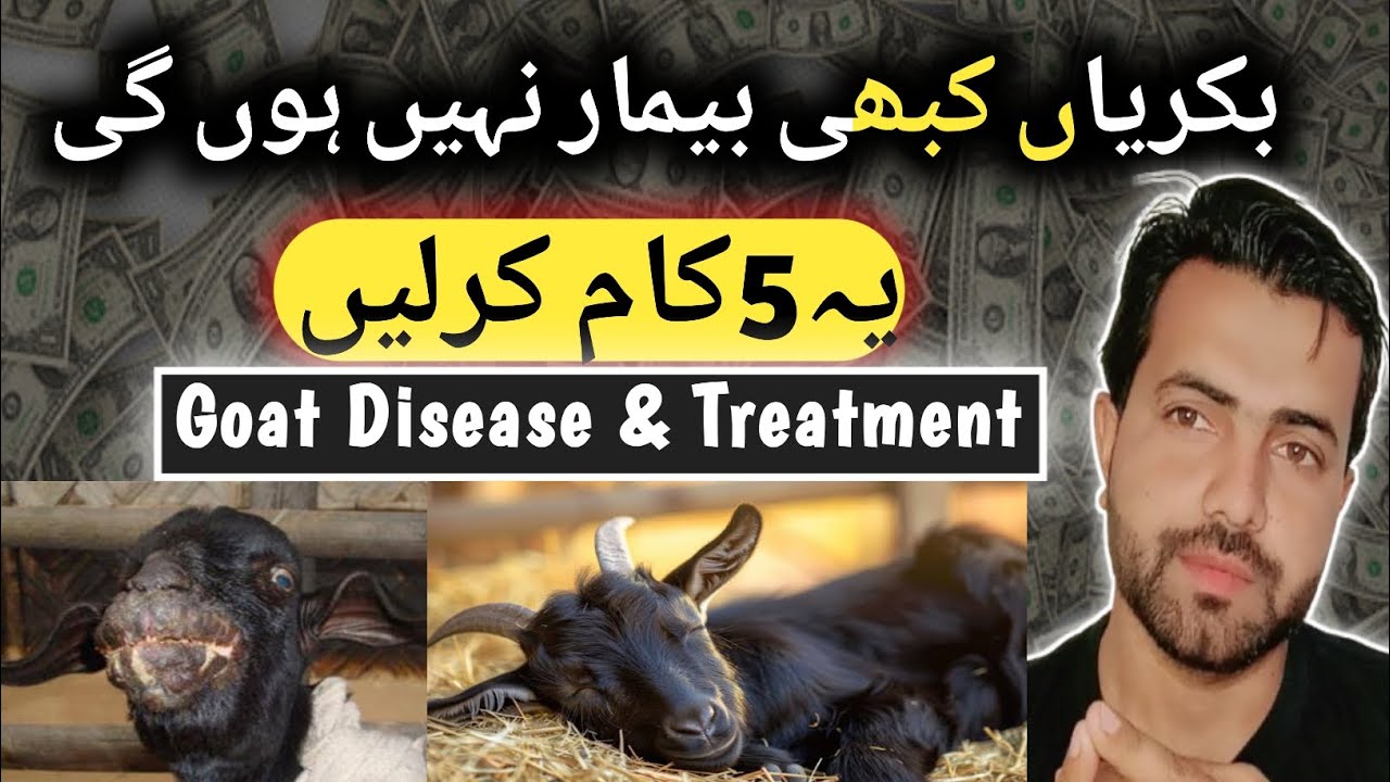 Weak Goat Treatment | Goat Farming Business Success Tips | Goat Farming Diseases | Bakri Palan