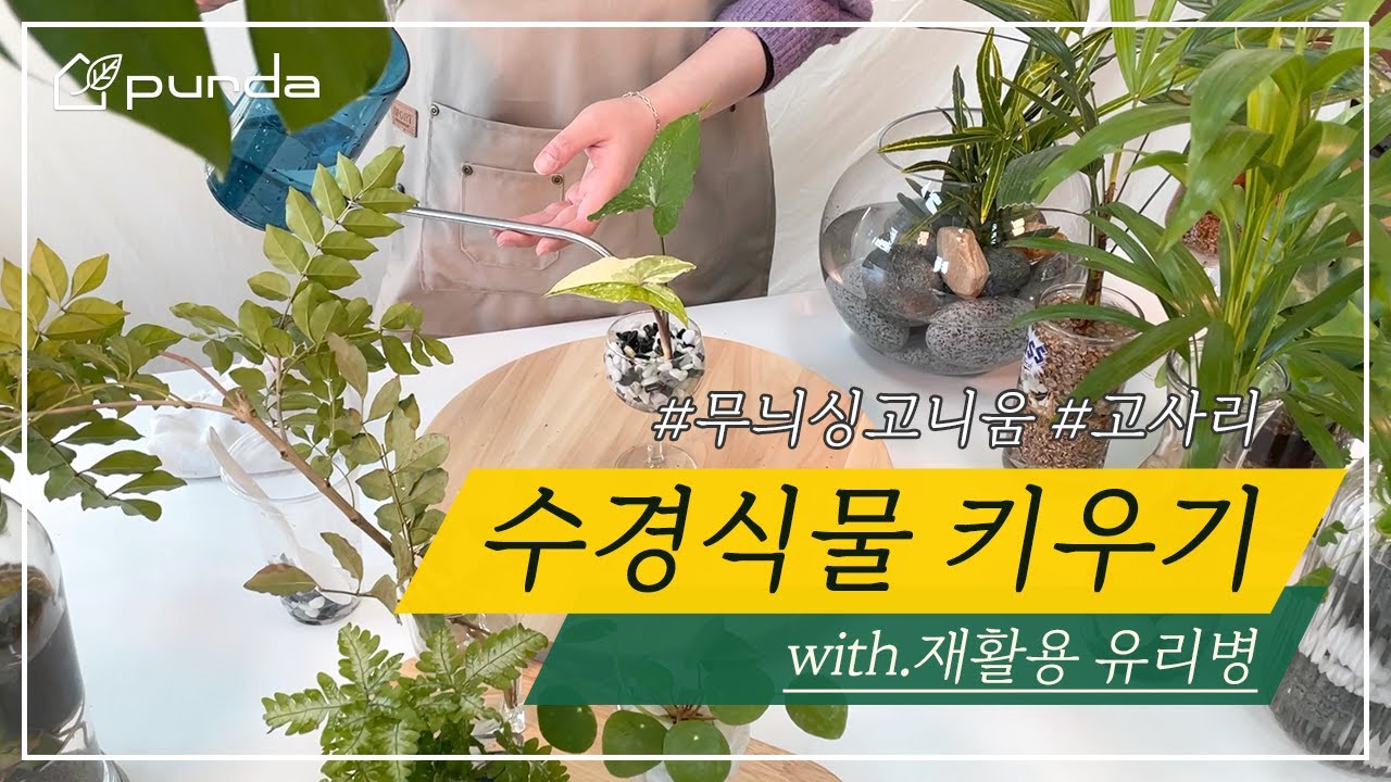 무늬싱고니움도 수경식물 가능해요👍재활용 유리병으로 수경재배 도전❗❗ (수경재배 방법 / 수경식물 종류)